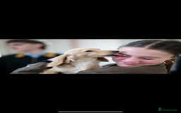 Miniature Dachshund dogs for sale: Two adult cream long haired sisters for sale  - Image 3
