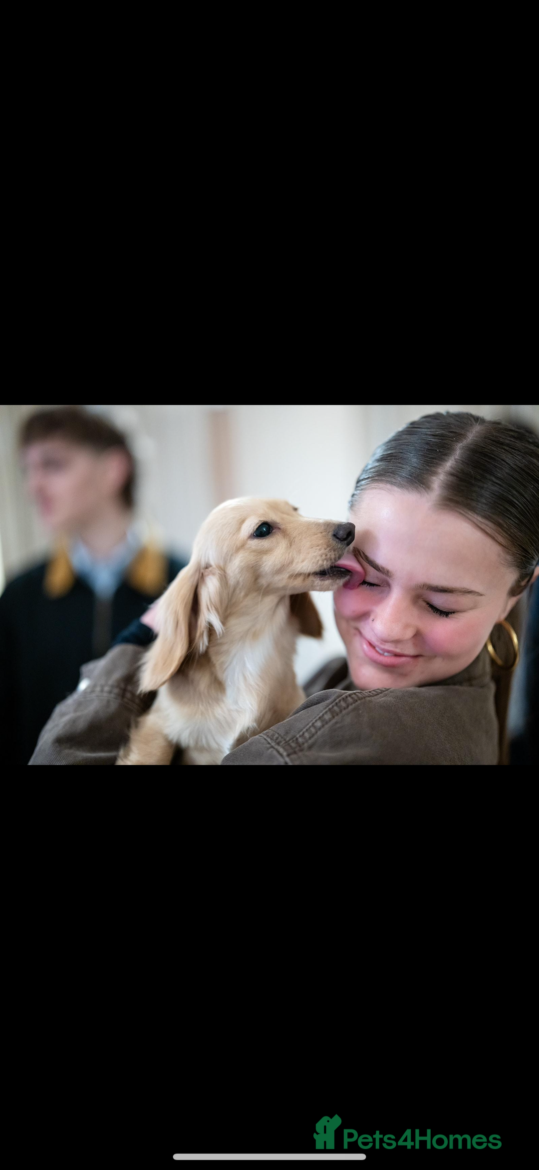 Miniature Dachshund dogs for sale: Two adult cream long haired sisters for sale  - Image 3