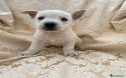 West Highland Terrier dogs for sale: West highland terriers - Image 15