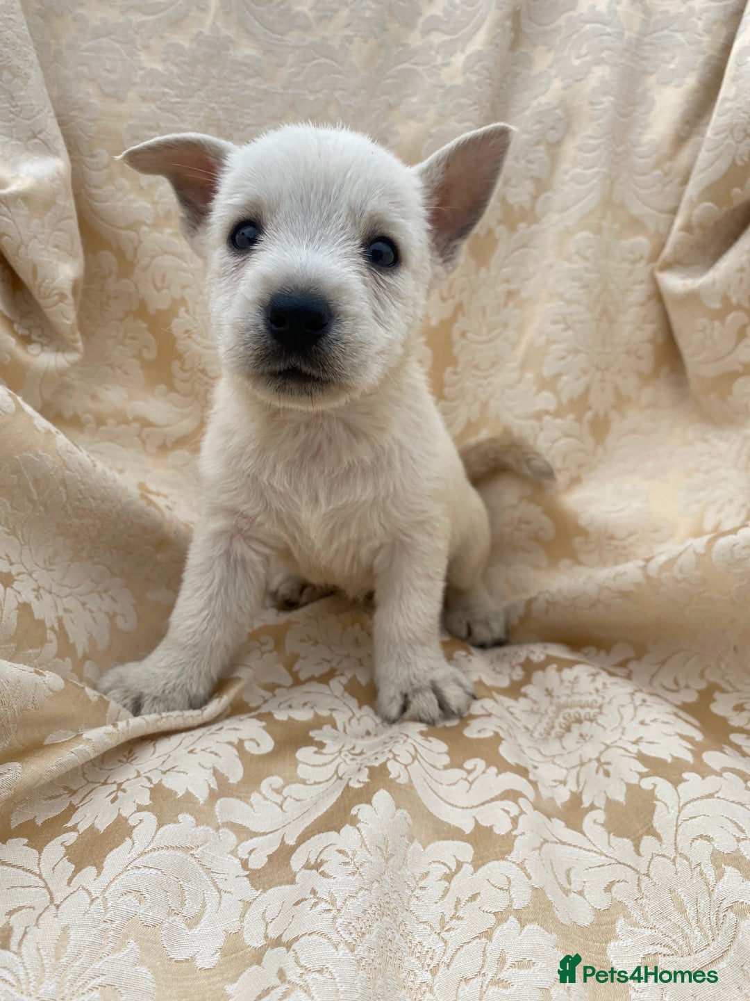 West Highland Terrier dogs for sale: West highland terriers - Image 15