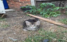 Maine Coon cats for sale: Maine Coon Kittens in Greenford - Image 18