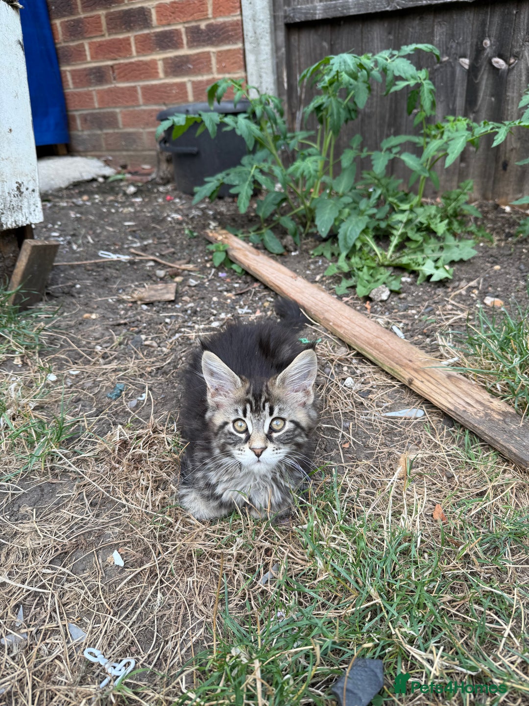Maine Coon cats for sale: Maine Coon Kittens in Greenford - Image 18