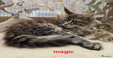 Maine Coon cats - Advert 9