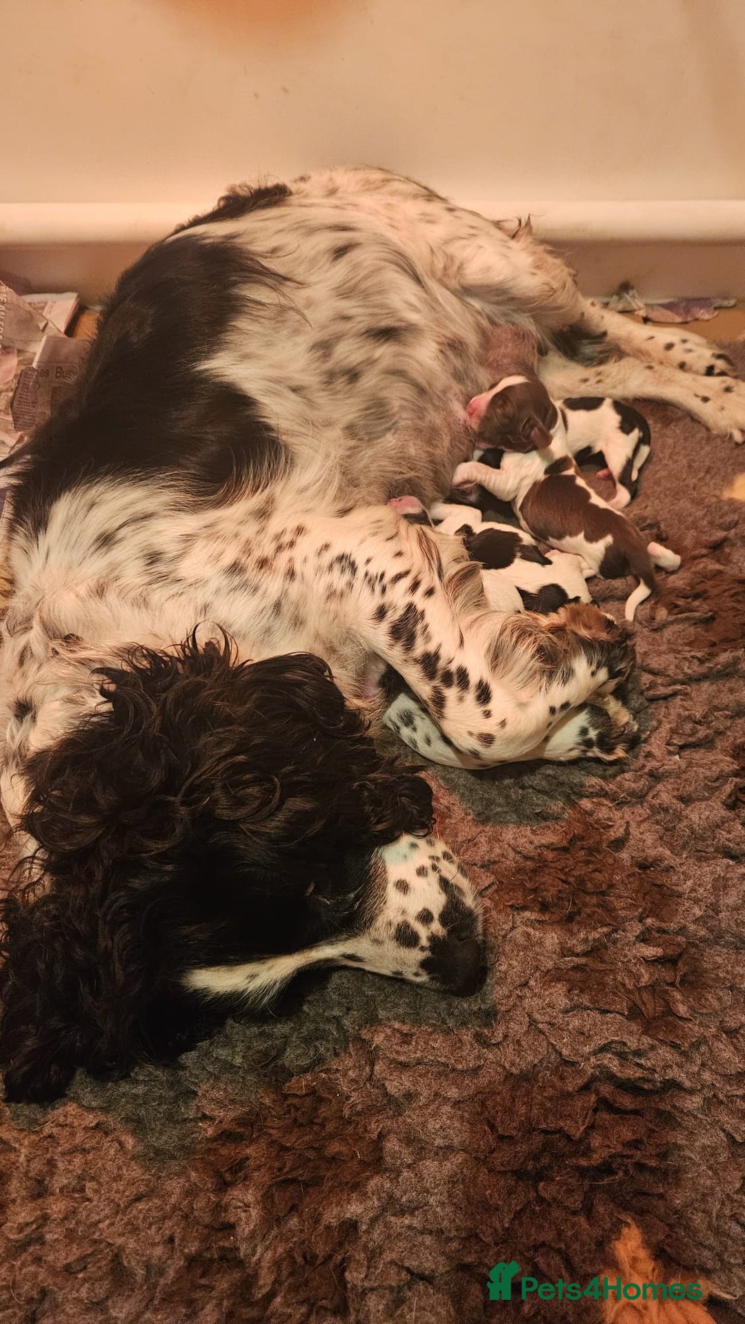 English Springer Spaniel dogs for sale: Cracking springer spaniel puppies  - Advert 2