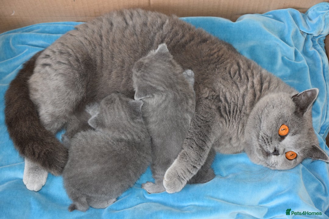 British Shorthair cats for sale: Chunky British Blue Shorthair Kittens, 2 Boys - Image 10