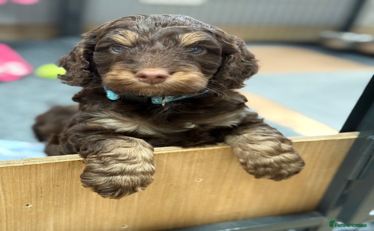 Cockapoo dogs - Advert 14