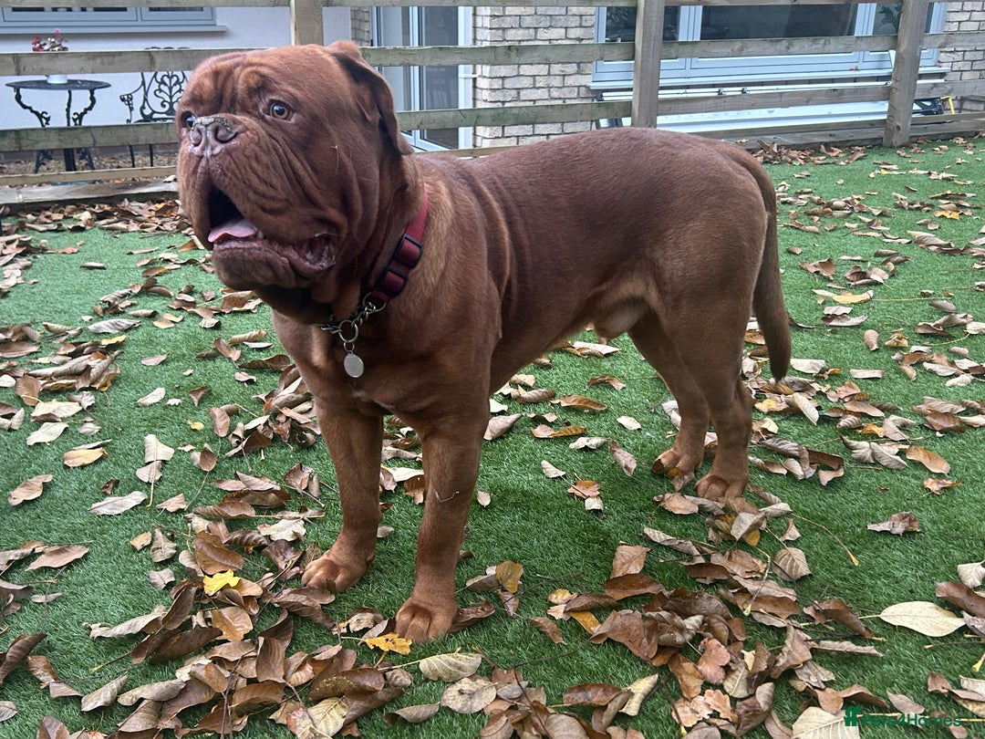 Dogue De Bordeaux dogs for stud: Beautiful Large Breed Dogue de Bordeaux for stud - Advert 5