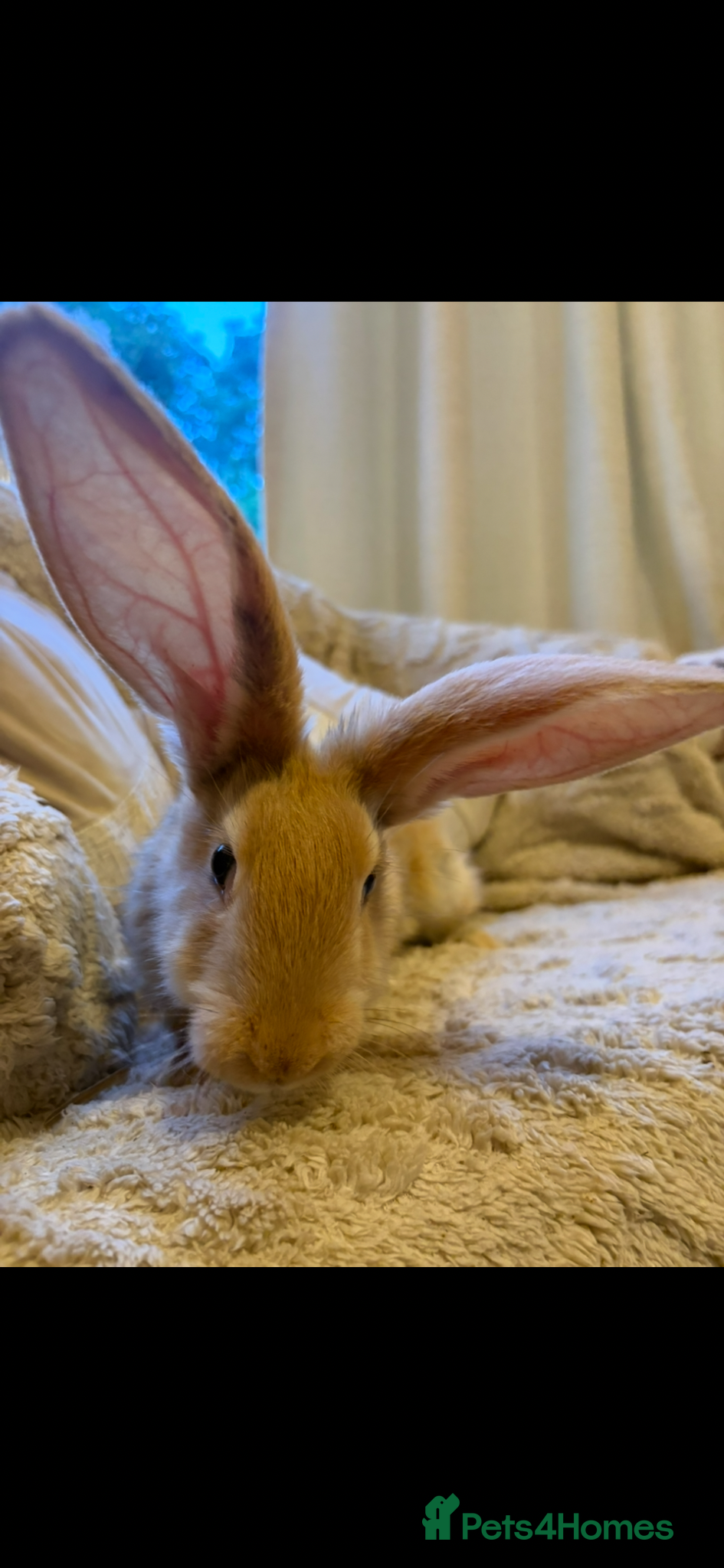 Continental Giant rabbits for sale: One left Lovely continental Giants baby rabbits  - Advert 5