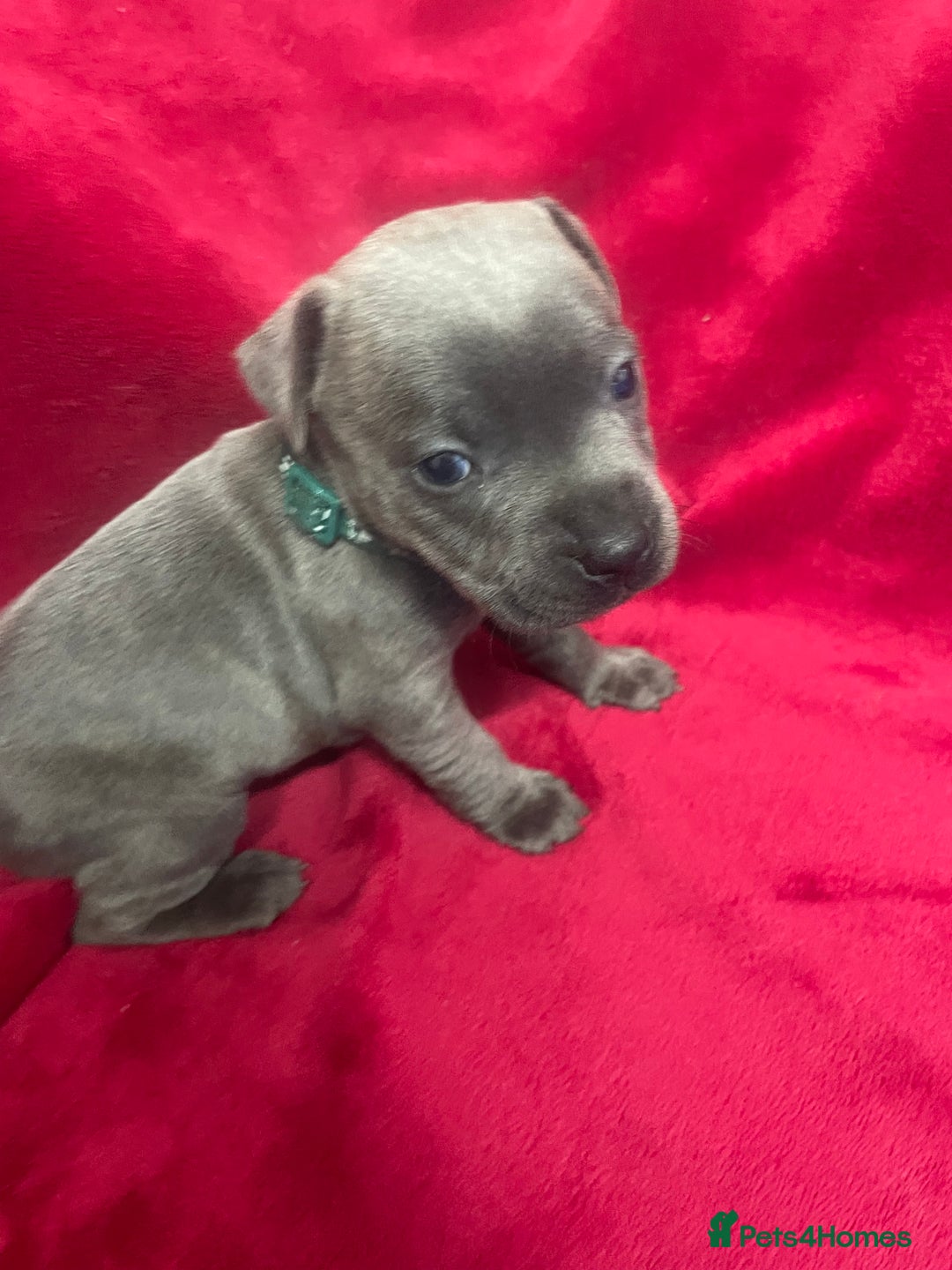 Staffordshire Bull Terrier dogs for sale: Stunning blue Staffordshire bull terrier puppies - Advert 7