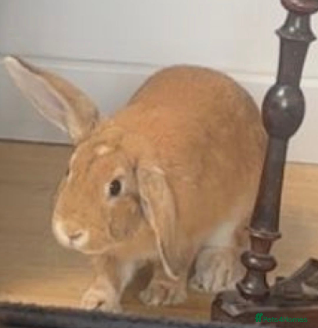 Mixed Breed rabbits for sale: Mini lop x Rex  - Advert 2