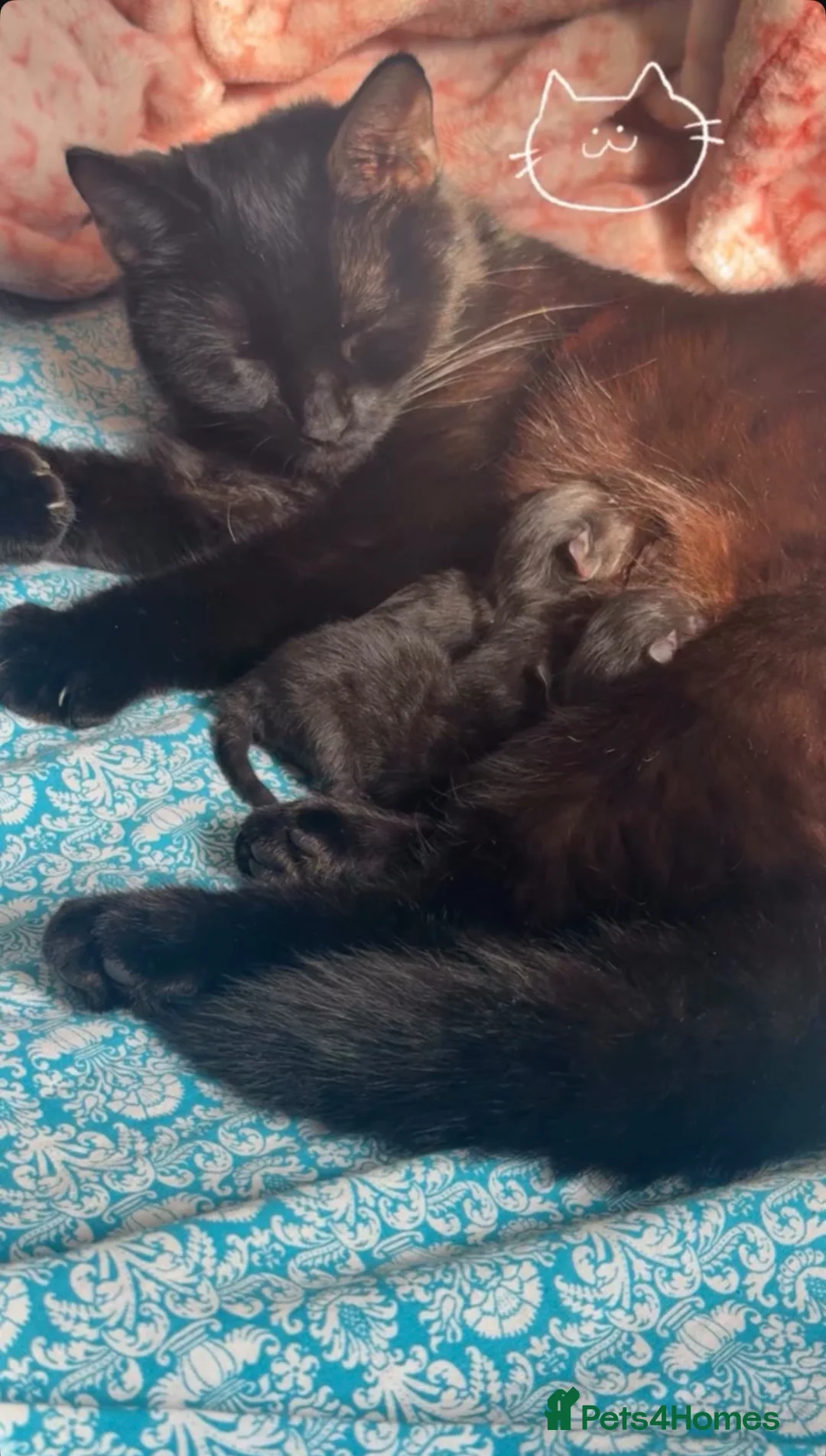 Mixed Breed cats for sale: Adorable 3 black kittens ready soon- 2boys, 1 girl in Birmingham - Advert 2