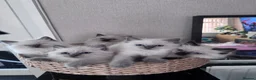 Ragdoll cats for sale: Ragkins Registered pedigree Ragdoll kittens  in Derby - Advert 22
