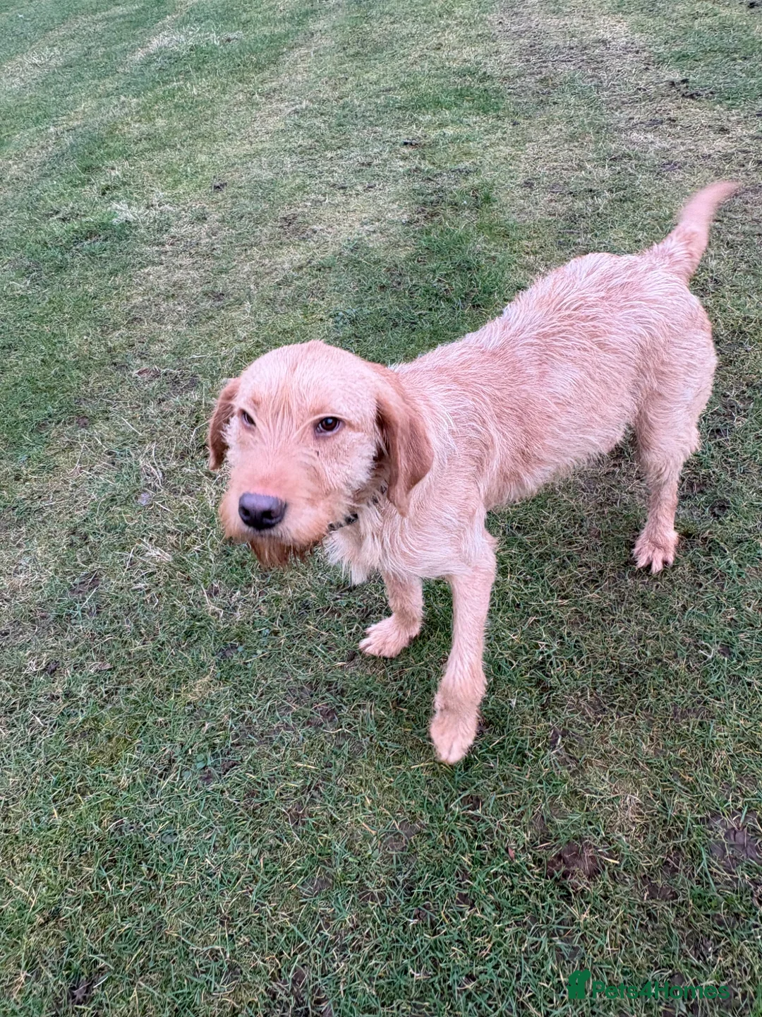 Mixed Breed dogs for sale:  Springer spaniel x Labrador x pointer puppies in Kirkby Stephen - Advert 10