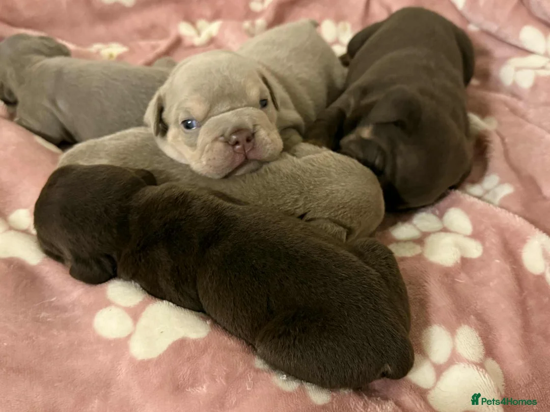 English Bulldog dogs for sale: KC registered English bulldog  - Advert 7