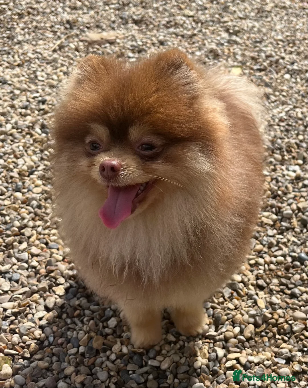Pomeranian dogs for stud: STUD - TINY Russian & Taiwanese CHIAO LI YA  in Romford - Advert 4