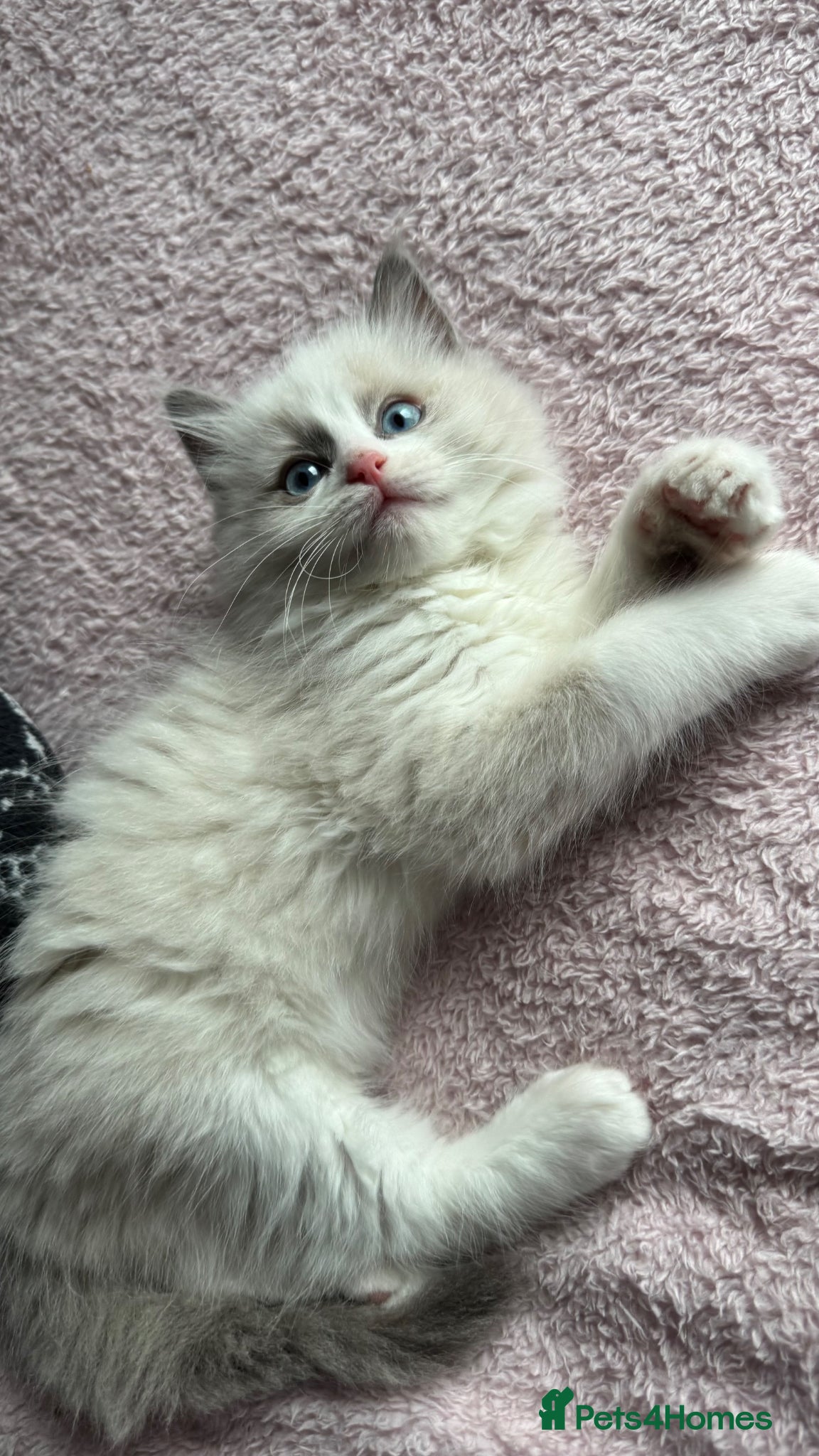 Ragdoll cats Ragdoll kitten  - Advert 8