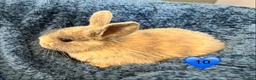 Mini Lop rabbits for sale: Pure bred mini lop bunnies - Advert 24