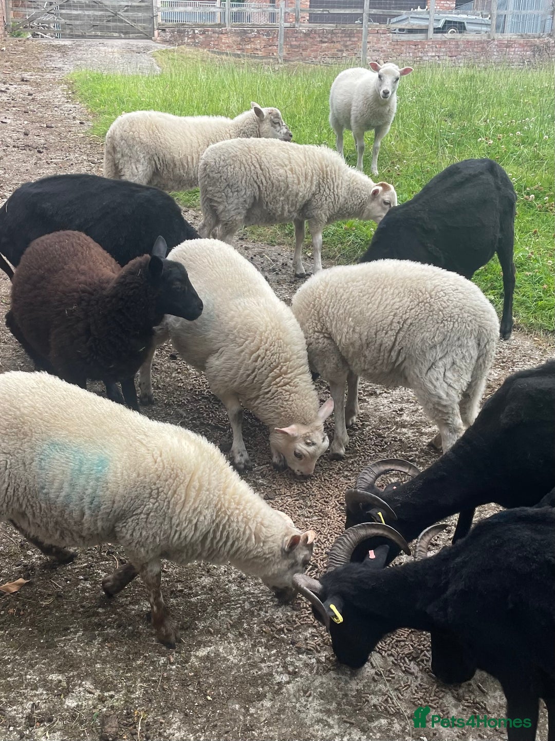 Sheep livestock for sale: CROSSBRED LAMBS   - Image 1