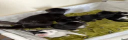 Mixed Breed cats for sale: 5 kittens ready to leave Ayr  - Advert 1