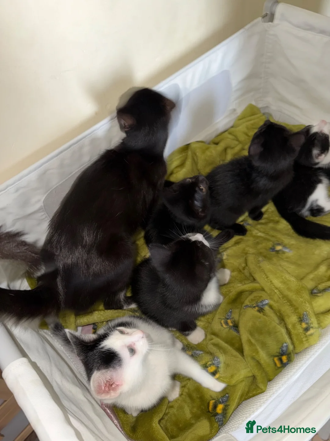 Mixed Breed cats for sale: 5 kittens ready to leave Ayr  - Advert 1