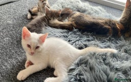 Maine Coon cats for sale: Beautiful kittens  - Image 12