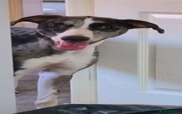 Lurcher dogs for adoption: ARTHUR, young male lurcher in rescue - Image 6