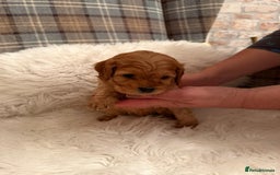Cavapoo dogs for sale:  Cavapoo F1 Red Boys , Visits start this weekend  - Image 16