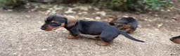 Miniature Dachshund dogs for sale: Miniature Daschunds - Advert 12