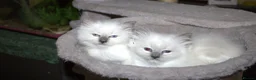 Ragdoll cats for sale: Beautiful Ragdoll kittens in Loughton - Advert 10