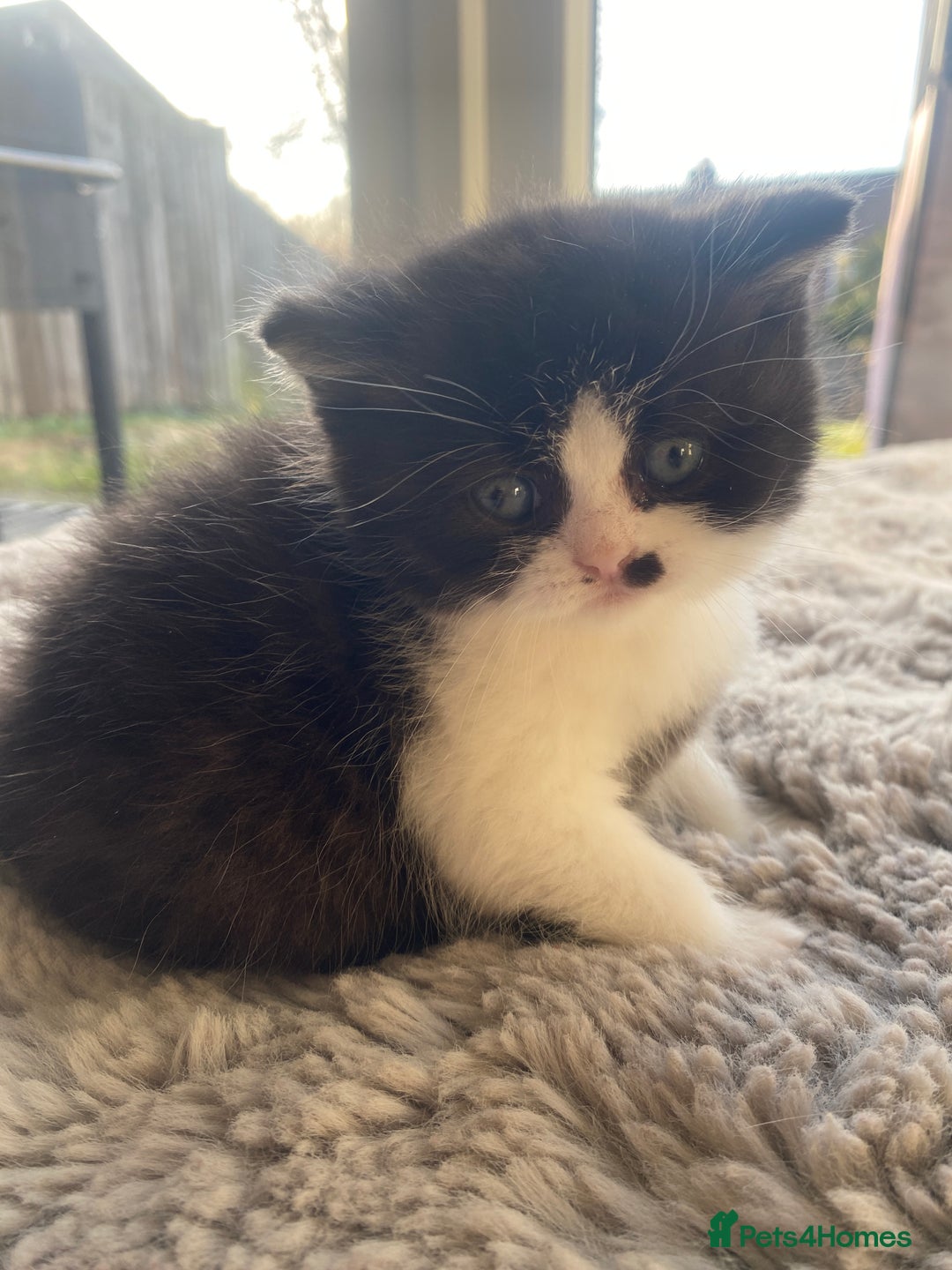 British Shorthair cats for sale: British shorthair longhair TICA boys tabby bio - Advert 10