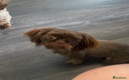 Shih Tzu dogs for sale: Chocolate Imperial Shih-Tzu Puppy - Image 3