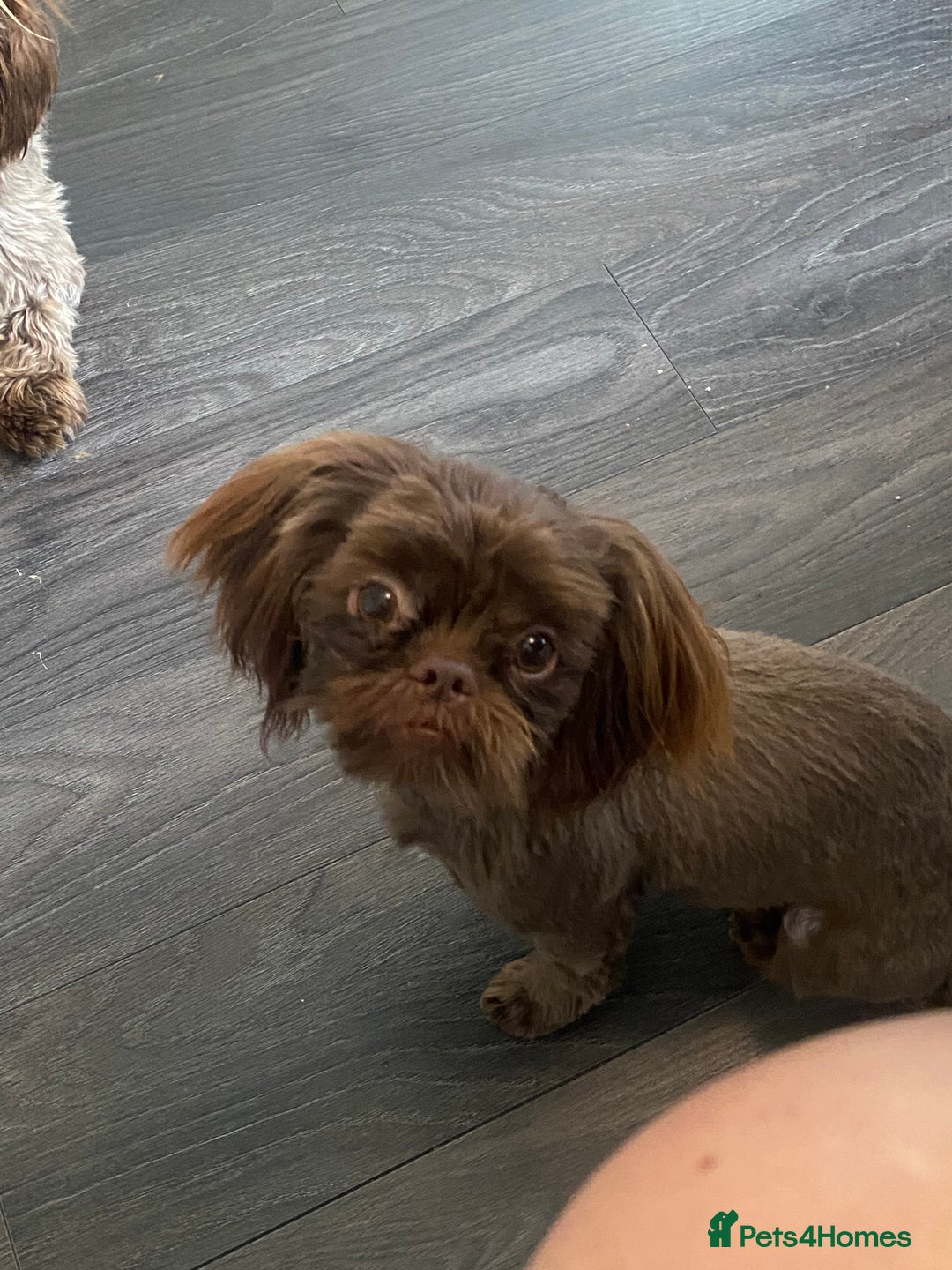 Shih Tzu dogs for sale: Chocolate Imperial Shih-Tzu Puppy - Image 3