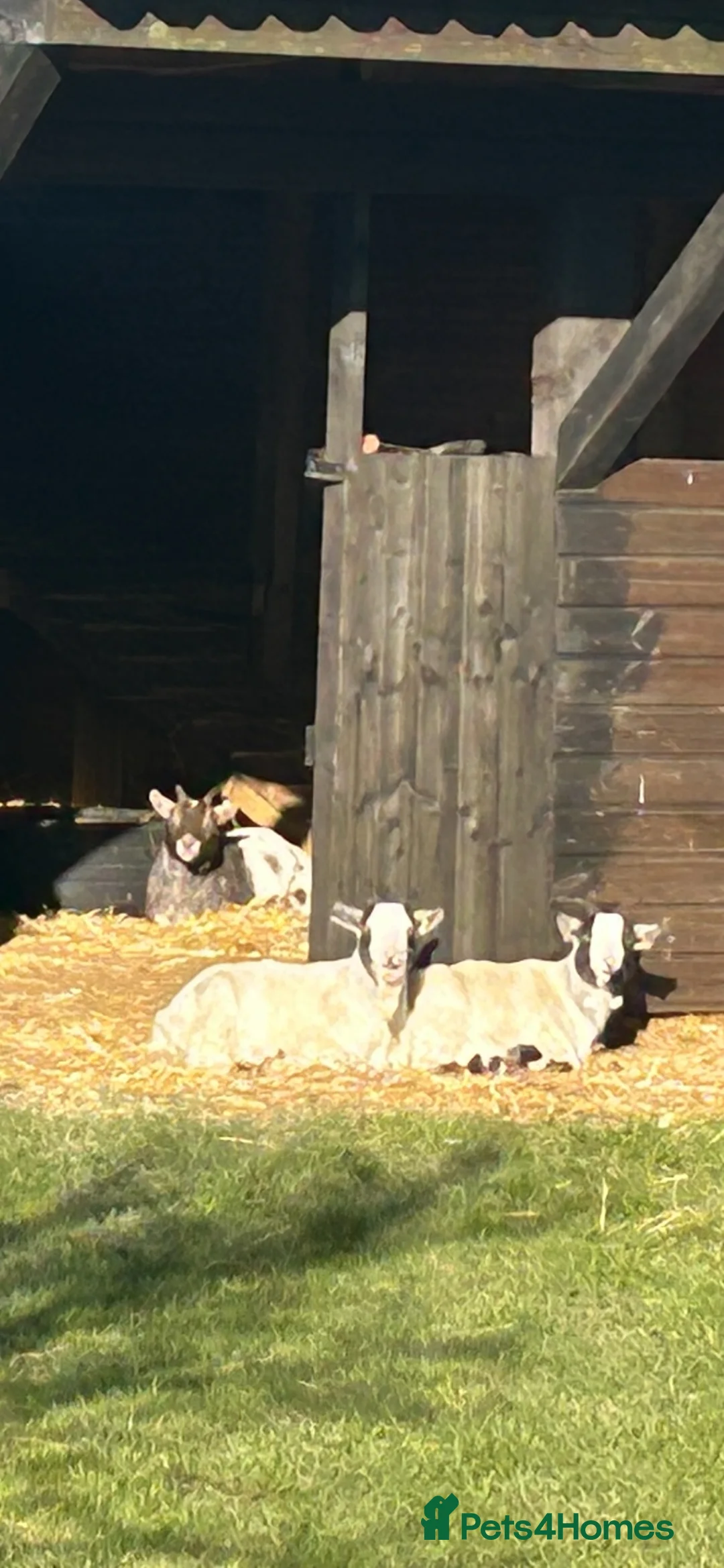 Goats livestock for sale: 3 beautiful Pygmy wether goats  in Spalding - Advert 5