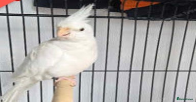 Cockatiels birds - Advert 6