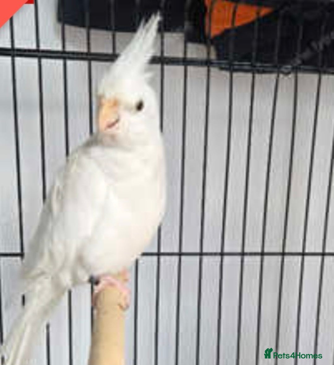 Cockatiels birds for sale: 1yr old Beautiful albino cockatiel  - Image 3