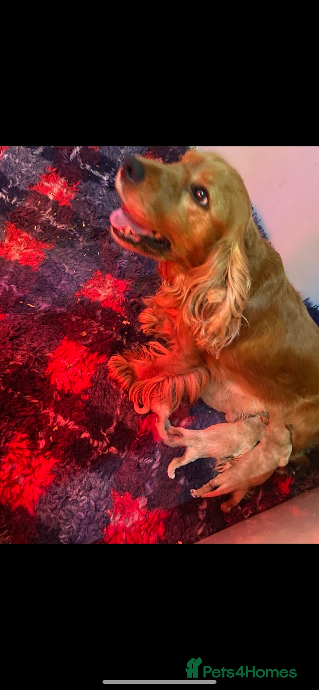 Cocker Spaniel dogs for sale: Show type cocker spaniels  - Image 10