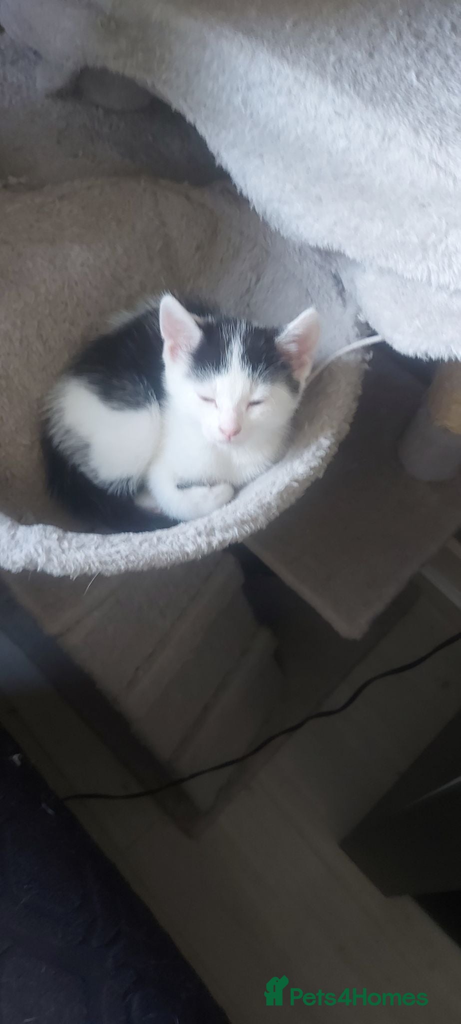 Mixed Breed cats Kittens ready now  - Advert 6