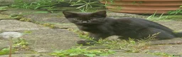 Mixed Breed cats for sale: Pair of black barn kittens 10 weeks old - Advert 2
