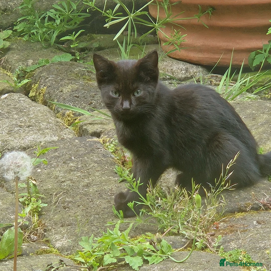 Mixed Breed cats for sale: Pair of black barn kittens 10 weeks old - Advert 2