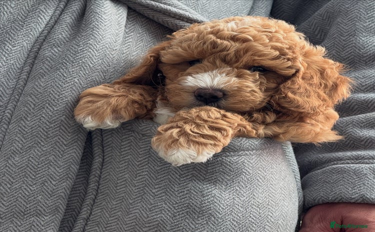 Poochon dogs - Advert 1