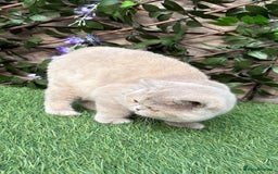 British Shorthair cats for sale: Fawn tortie girl  - Advert 3