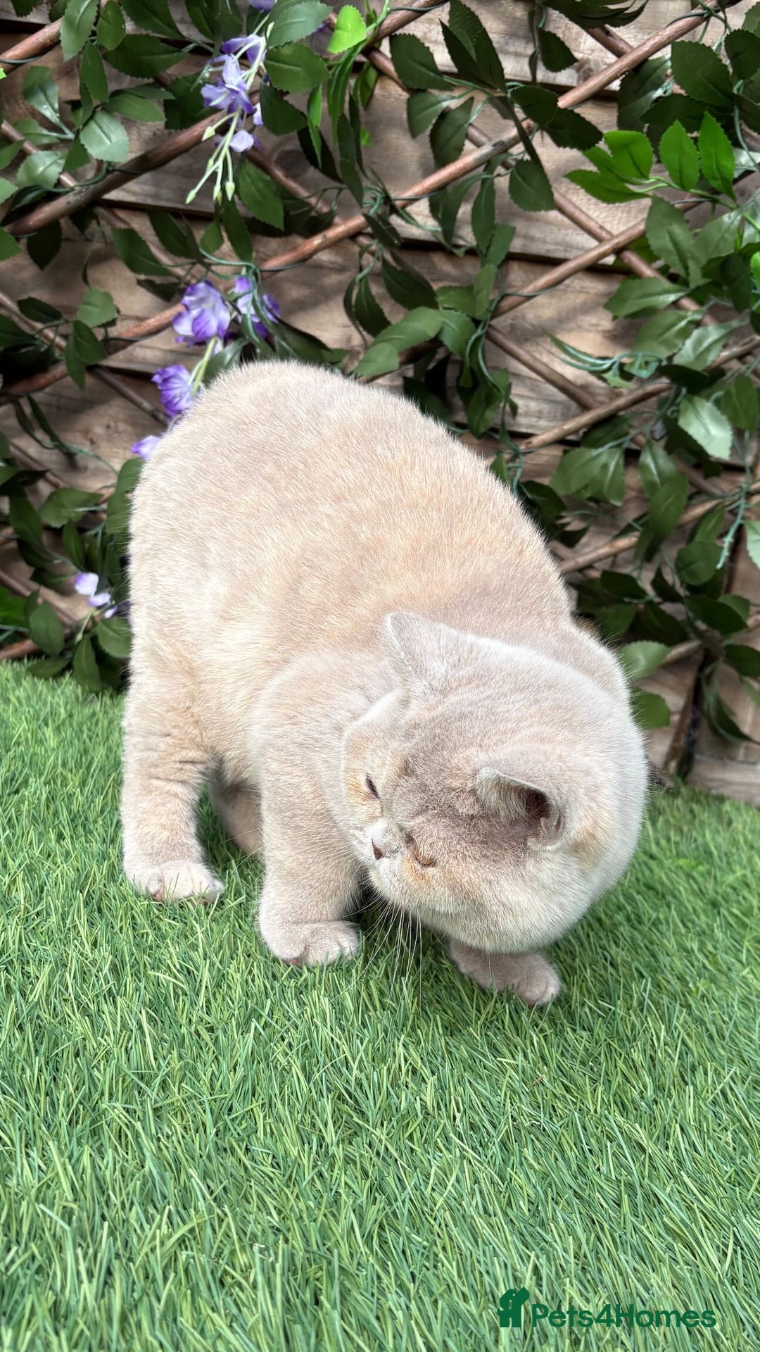 British Shorthair cats for sale: Fawn tortie girl  - Advert 3
