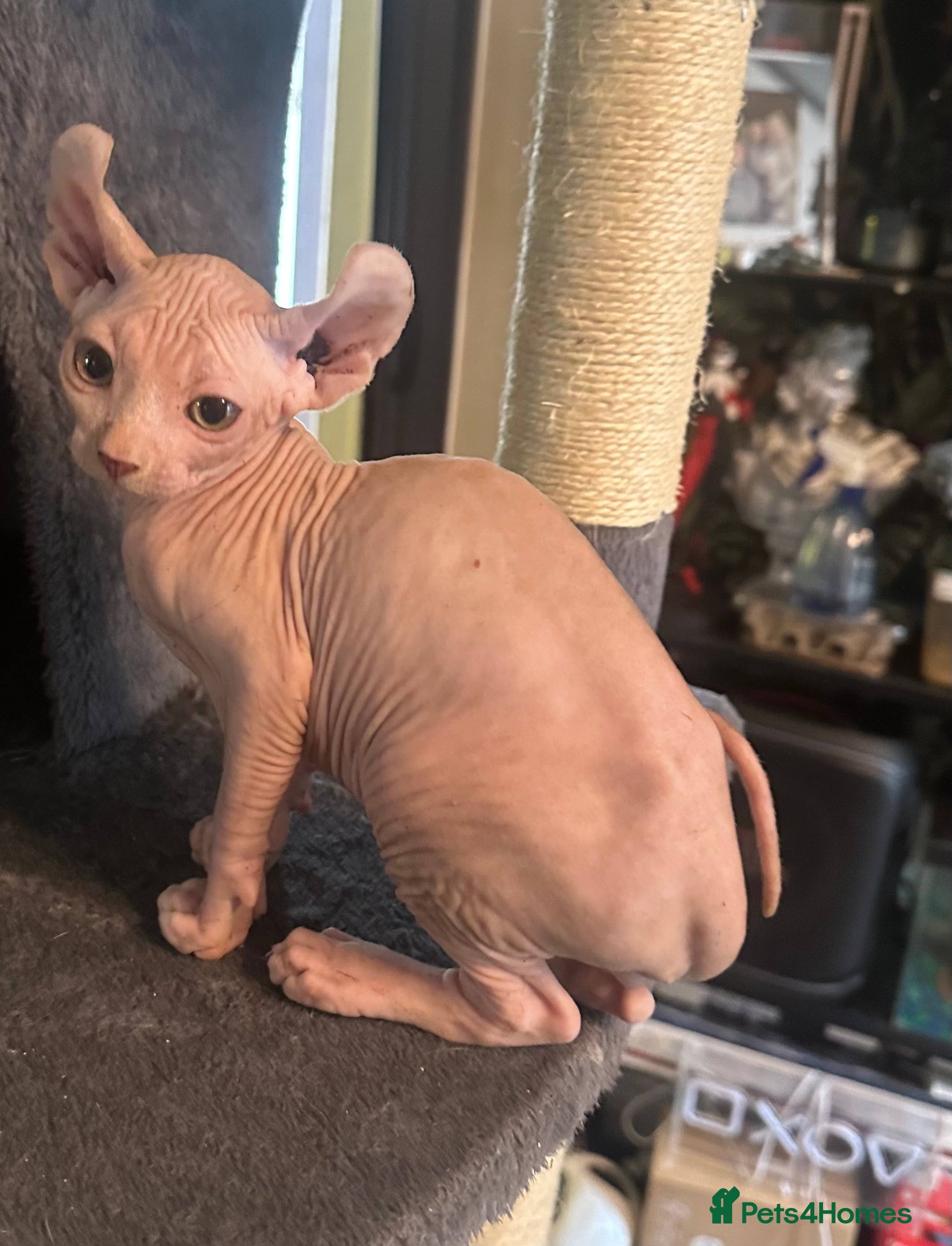 Sphynx cats Canadian Sphynx now only 550!! - Advert 3