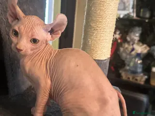 Sphynx cats Canadian Sphynx now only 550!! - Advert 3