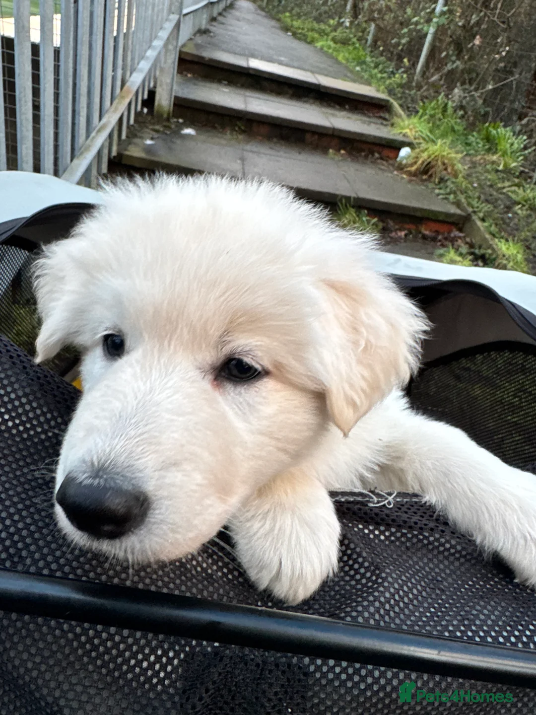 White Swiss Shepherd dogs for sale: Beautiful white Swiss shepherd  - Advert 12