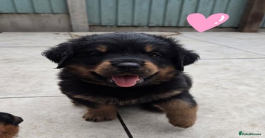 Rottweiler dogs - Advert 10