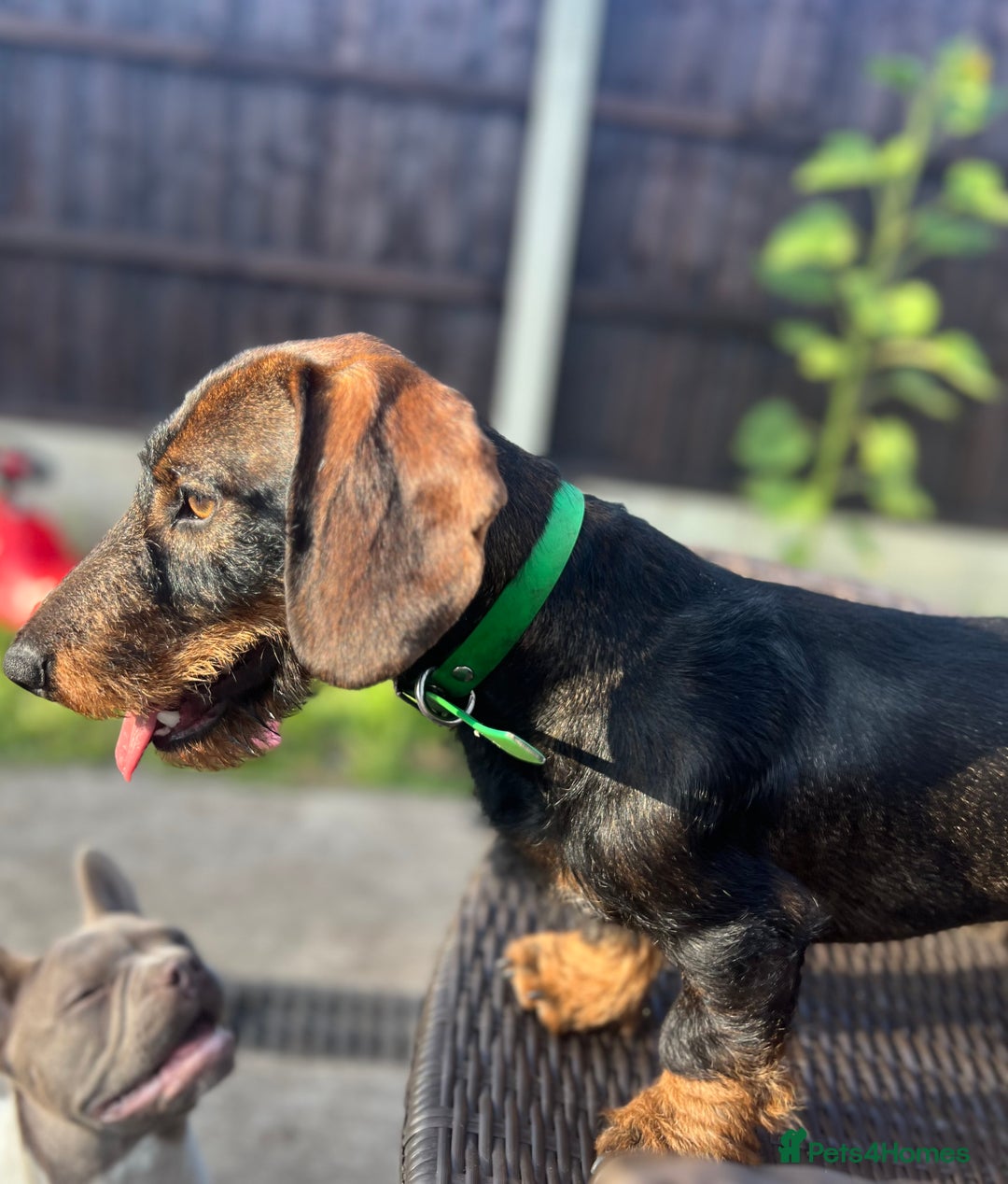 Dachshund dogs for stud: Standard Wirehaired Dachshund/Teckel Stud - Image 3