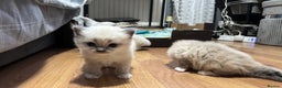 Ragdoll cats for sale: Blue eyed Ragdoll Kittens  - Advert 22