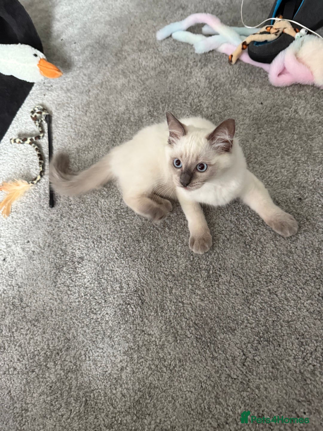 Ragdoll cats for sale: Lyla the Ragdoll - Image 2