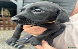 Labrador Retriever dogs for sale: 7 Labrador Puppies - Image 16